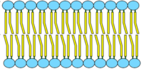 the cell membrane - Class 7 - Quizizz
