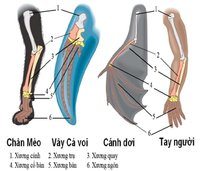 sự giống nhau - Lớp 12 - Quizizz