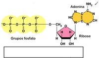 metabolismo - Série 6 - Questionário