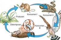 Kekuatan dan Interaksi - Kelas 9 - Kuis