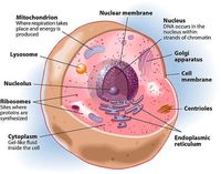 Anatomy Cards - Class 8 - Quizizz