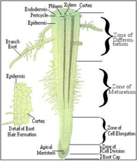 diagram sel tumbuhan - Kelas 2 - Kuis