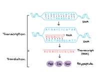 sintesis RNA dan protein - Kelas 8 - Kuis