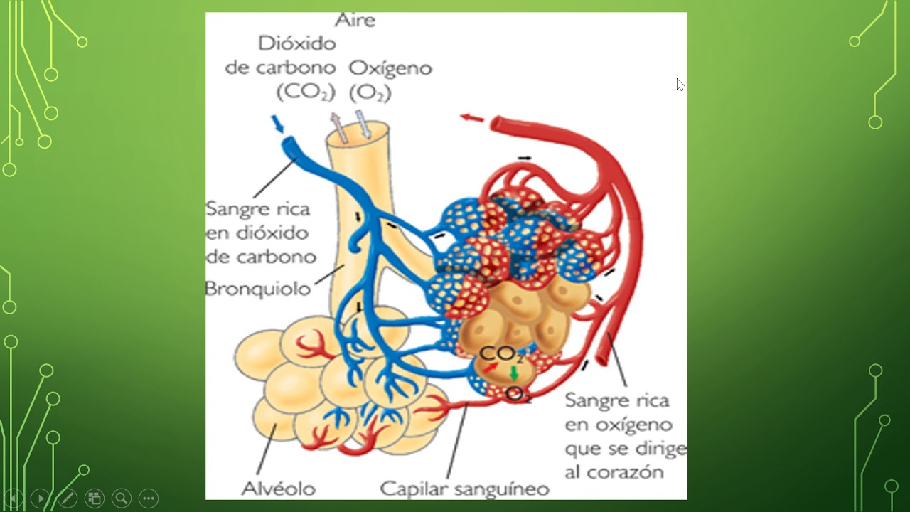 os sistemas circulatório e respiratório - Série 11 - Questionário