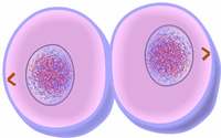 cell division - Grade 10 - Quizizz