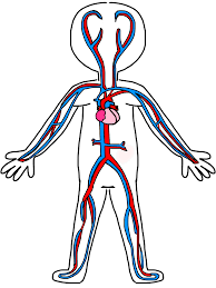Circulatory System | Science Quiz - Quizizz