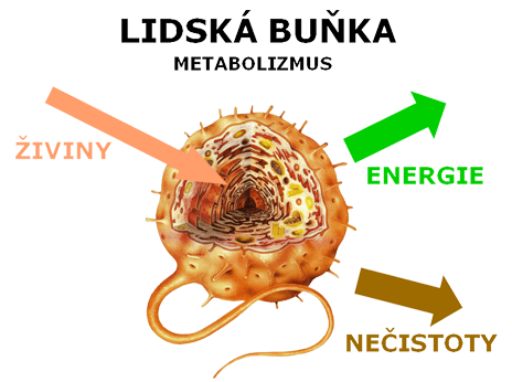 metabolism - Grade 2 - Quizizz