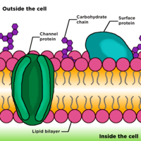 the cell membrane - Grade 7 - Quizizz