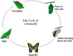 Animal Life Cycles