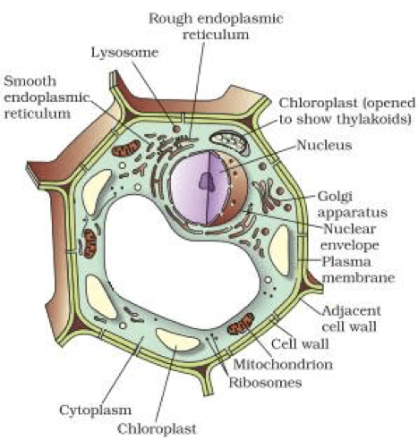 Diagram Of Chloroplast For Class 9th - Aflam-Neeeak