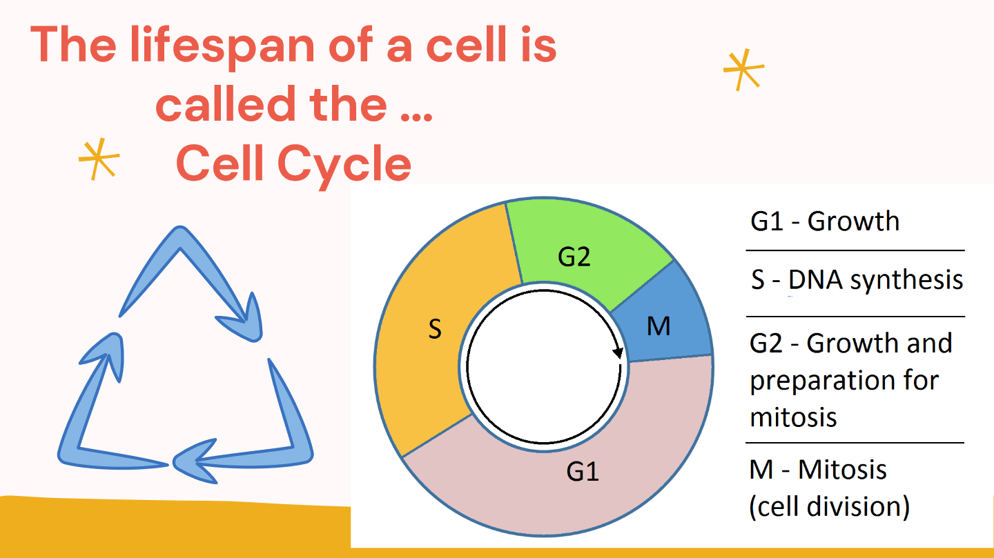 Cell Cycle Biology Quizizz   5ae41c53 D6e3 49c3 Bcea Cc96858d51a3