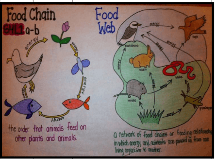 Food Chains/Food Webs | Environment Quiz - Quizizz