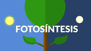 fotosintesis - Kelas 11 - Kuis