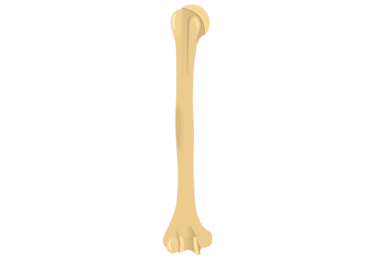 Bones And Muscles | Human Anatomy Quiz - Quizizz