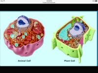 structure of a cell Flashcards - Quizizz