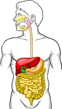 the reproductive system - Class 11 - Quizizz