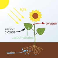 How Do Plants Get Their Food