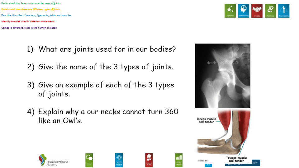 Joints And Muscles | Biology - Quizizz