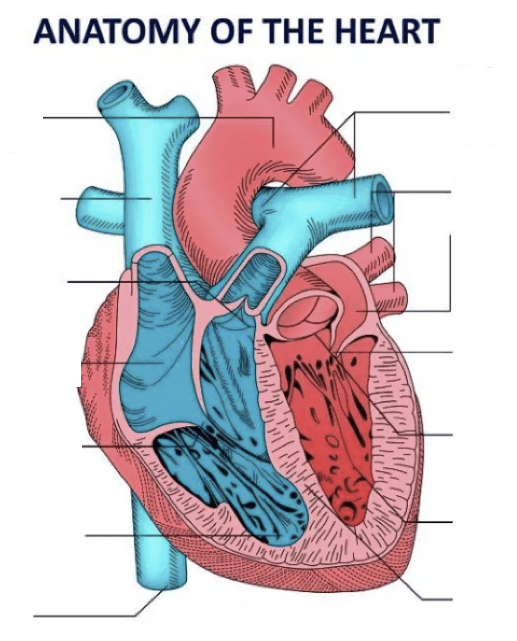 Circulatory System Quiz Level 2 | Quizizz