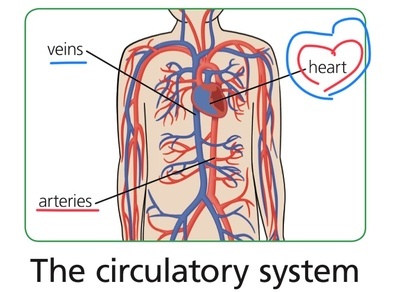 Circulatory system