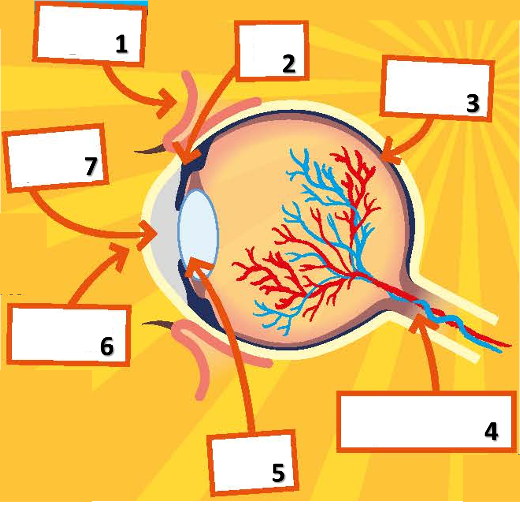 sight-the-eye-definitions-quizizz