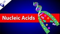 Amino Acids - Year 11 - Quizizz