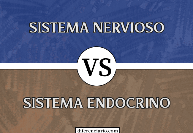 los sistemas nervioso y endocrino - Grado 7 - Quizizz