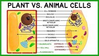 plant and animal cell Flashcards - Quizizz