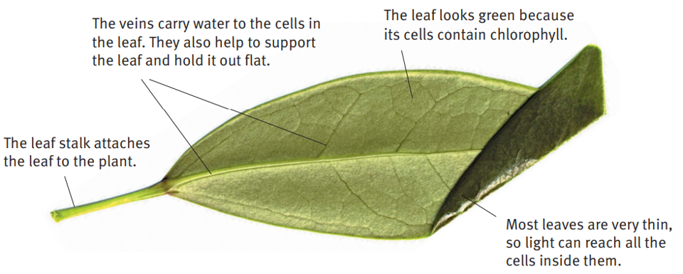 LEAF STRUCTURE | Science - Quizizz