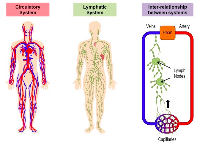 the circulatory and respiratory systems - Year 12 - Quizizz