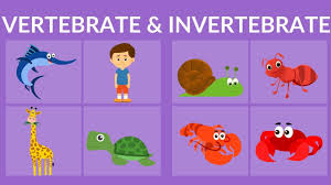 vertebrates and invertebrates - Grade 3 - Quizizz