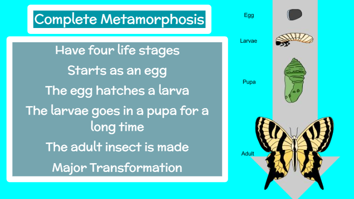 Metamorphosis | Science - Quizizz