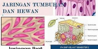 sel tumbuhan dan hewan - Kelas 2 - Kuis