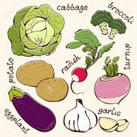 diagrama de células vegetales - Grado 8 - Quizizz