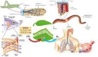 los sistemas circulatorio y respiratorio Tarjetas didácticas - Quizizz