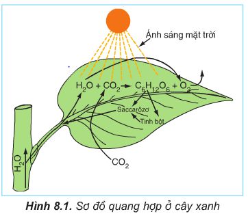 Sự quan tâm - Lớp 11 - Quizizz