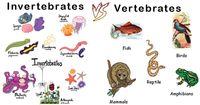 vertebrates and invertebrates - Grade 3 - Quizizz