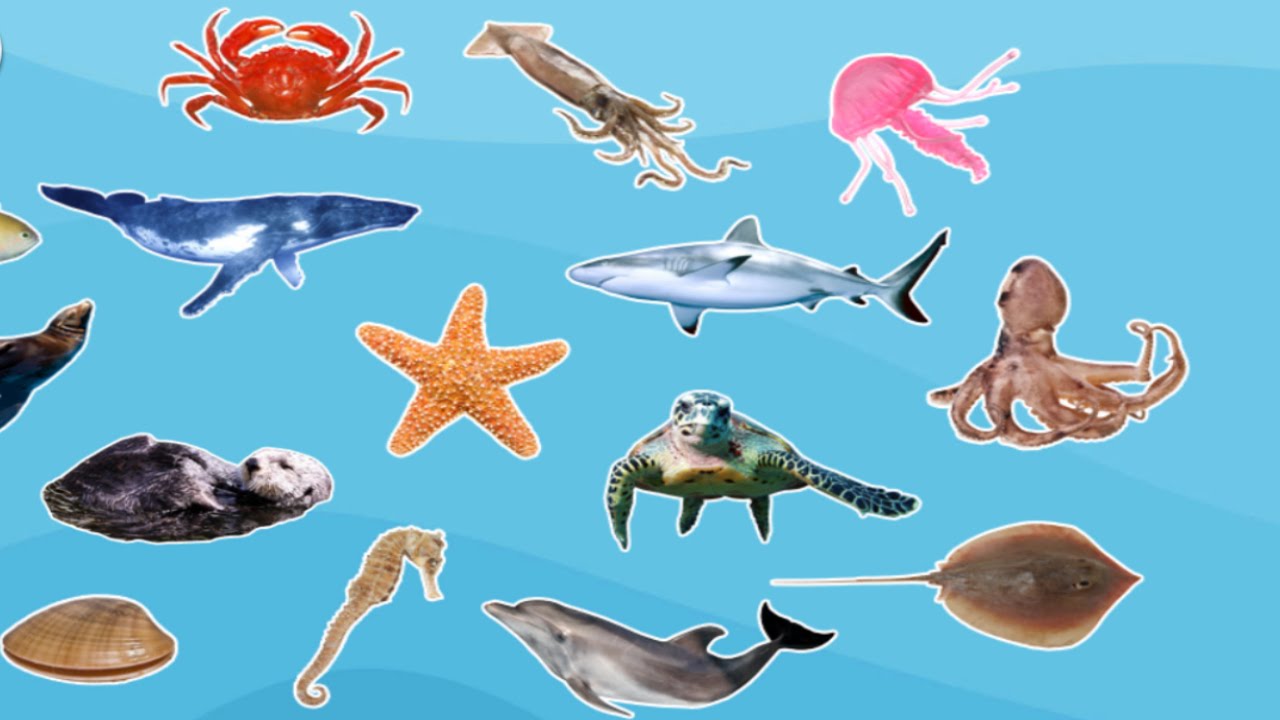 SEA ANIMALS | Ecology Quiz - Quizizz