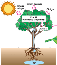 fotosintesis Kartu Flash - Quizizz