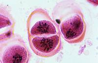 meiosis - Kelas 1 - Kuis