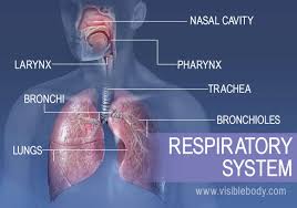 2.4 Adaptations in Respiratory Systems | 3.1K plays | Quizizz