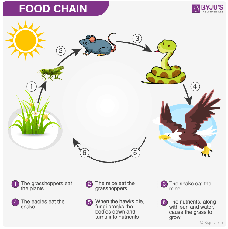 Food Chains And Food Webs Vocabulary Quiz - Quizizz