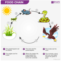 Food - Grade 5 - Quizizz