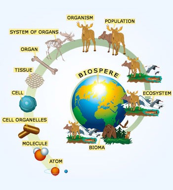 Biology Keystone Module A1