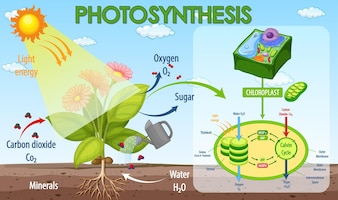 photosynthesis - Grade 4 - Quizizz