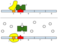 gene regulation Flashcards - Quizizz