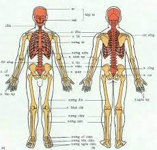 thể tích và diện tích bề mặt của lăng kính - Lớp 8 - Quizizz