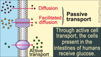 membranes and transport - Grade 10 - Quizizz