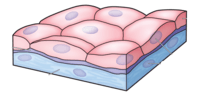 tissues - Year 9 - Quizizz