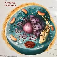 oddychania komórkowego - Klasa 5 - Quiz